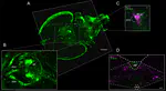 Coupling of oxytocin and cholecystokinin pathways in the hypothalamus is required for gut-to-brain homeostatic feeding control