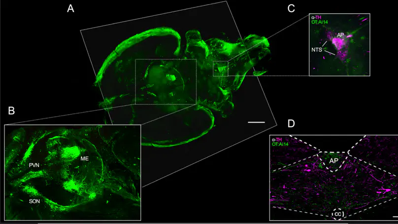 Coupling of oxytocin and cholecystokinin pathways in the hypothalamus is required for gut-to-brain homeostatic feeding control