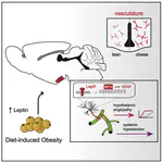 Obesity-associated hyperleptinemia alters the gliovascular interface of the hypothalamus to promote hypertension