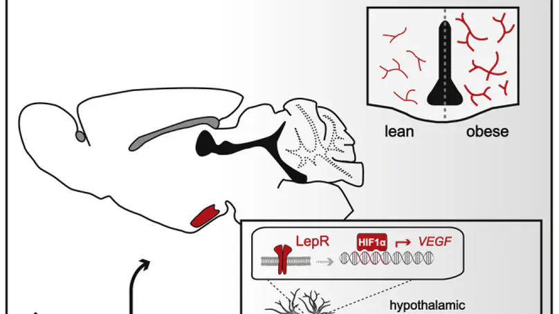 Obesity-associated hyperleptinemia alters the gliovascular interface of the hypothalamus to promote hypertension